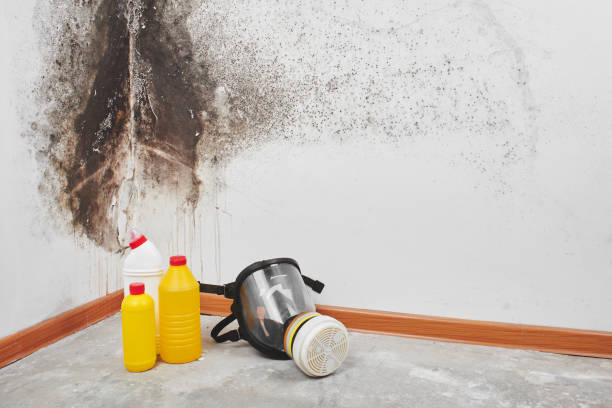 Mold Remediation for Rental Properties in East Brewton, AL